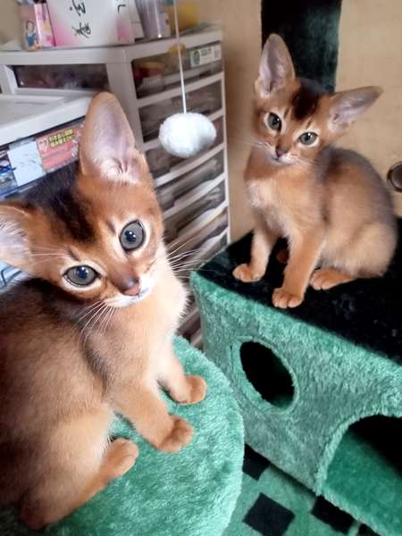 マロンとキャラメル