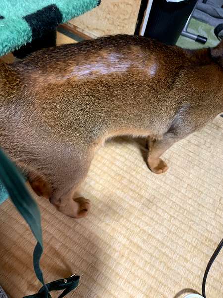 左　マロン　アレルギーによる湿疹と脱毛　2025 1/16