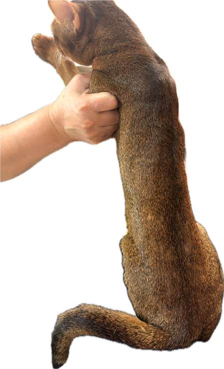 右　マロン　完治　2025 6/25
このように改善しました。